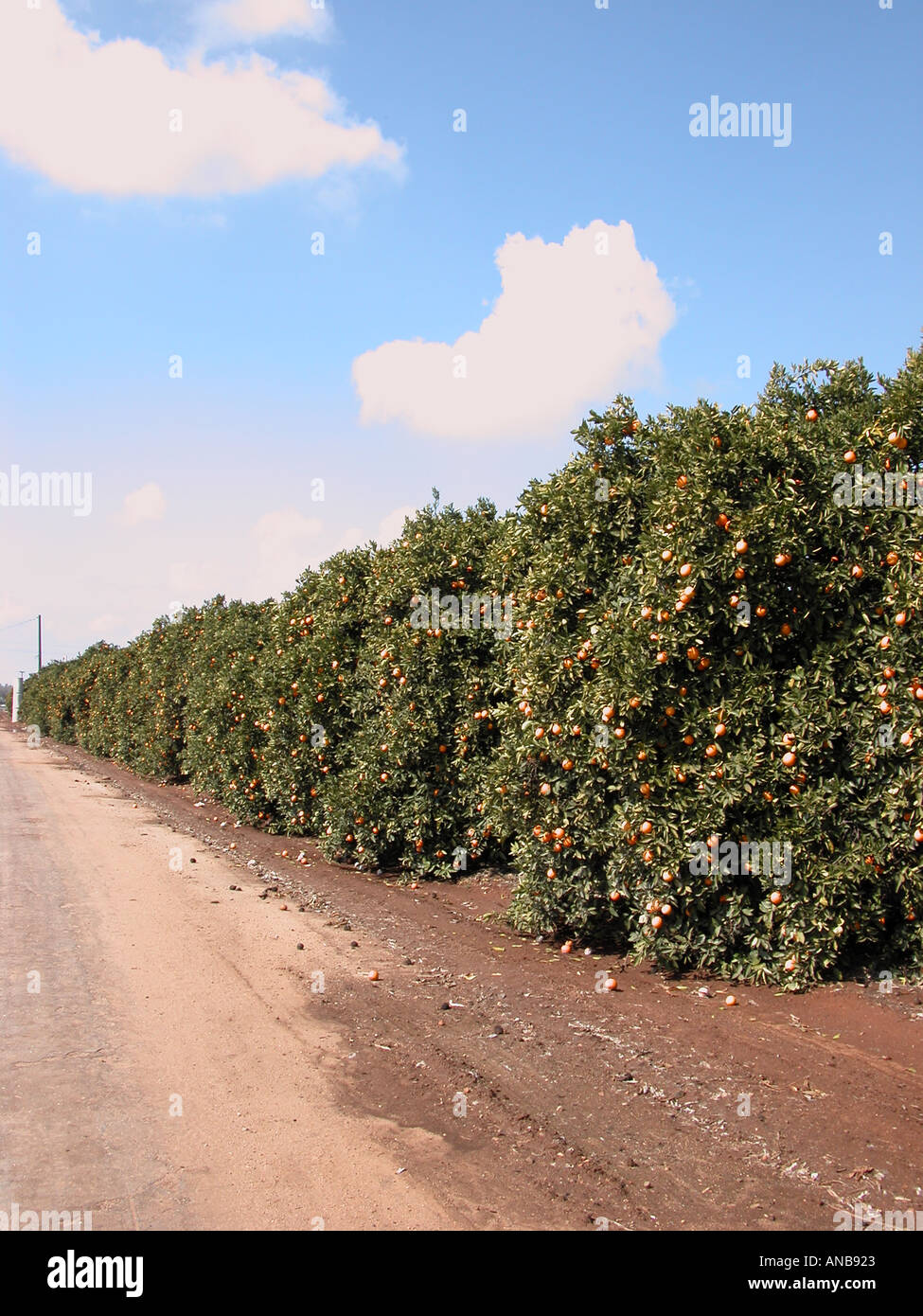 Orange groves california hires stock photography and images Alamy