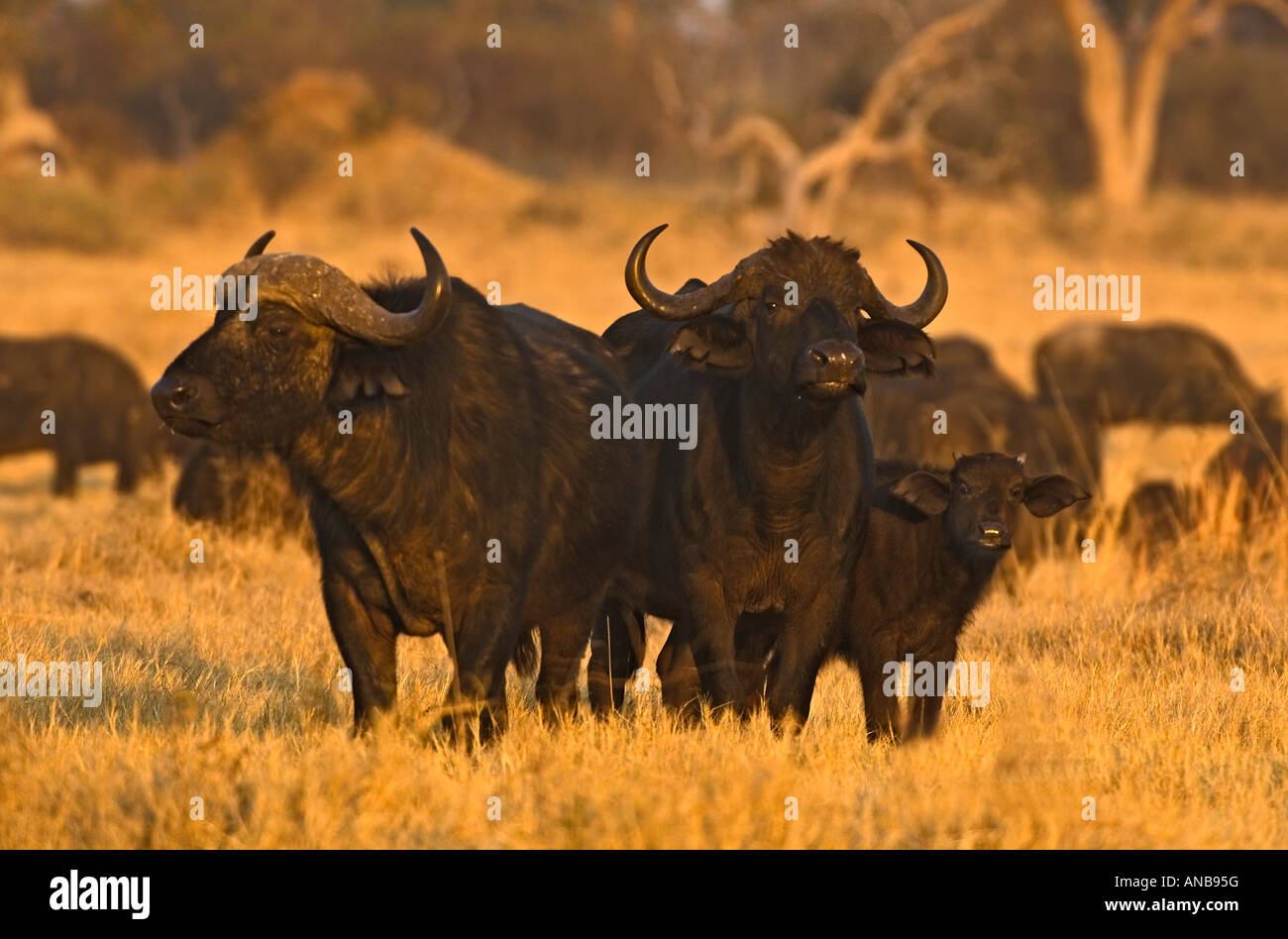 Cape buffalo (Syncerus caffer) herd with male, female and calf standing together in the foreground Stock Photo