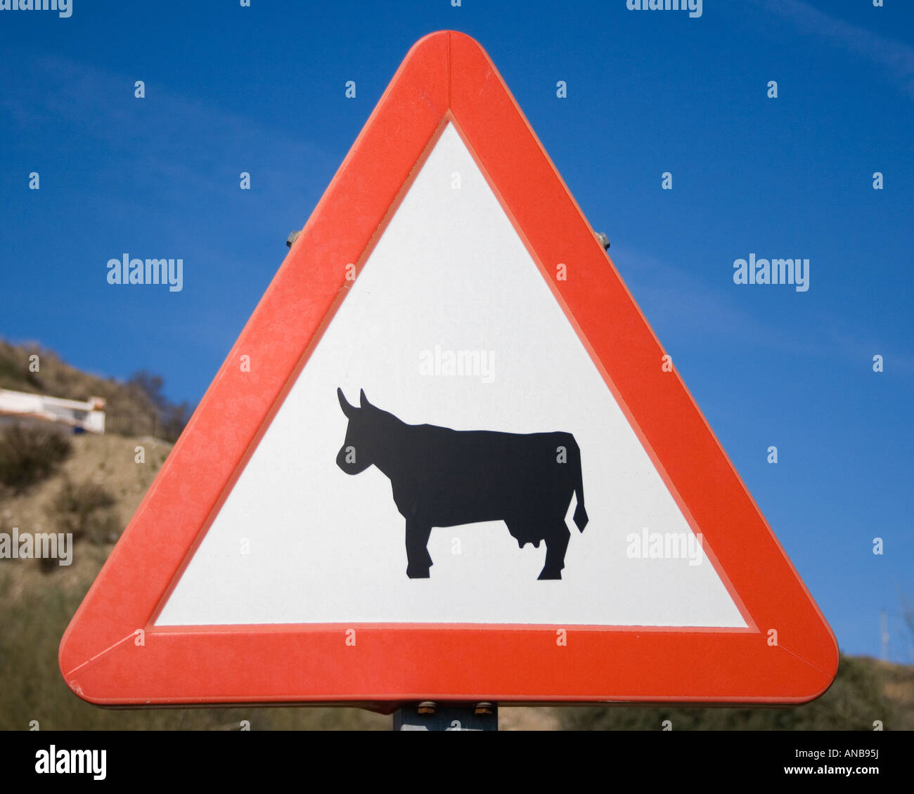 Traffic sign warning of livestock crossing Stock Photo