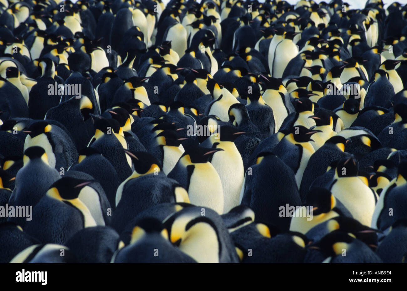 Emperor penguin huddle hi-res stock photography and images - Alamy