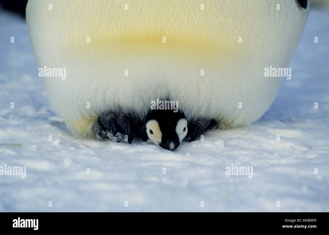 Young Emperor penguin chick peeking out from parents feet Stock Photo