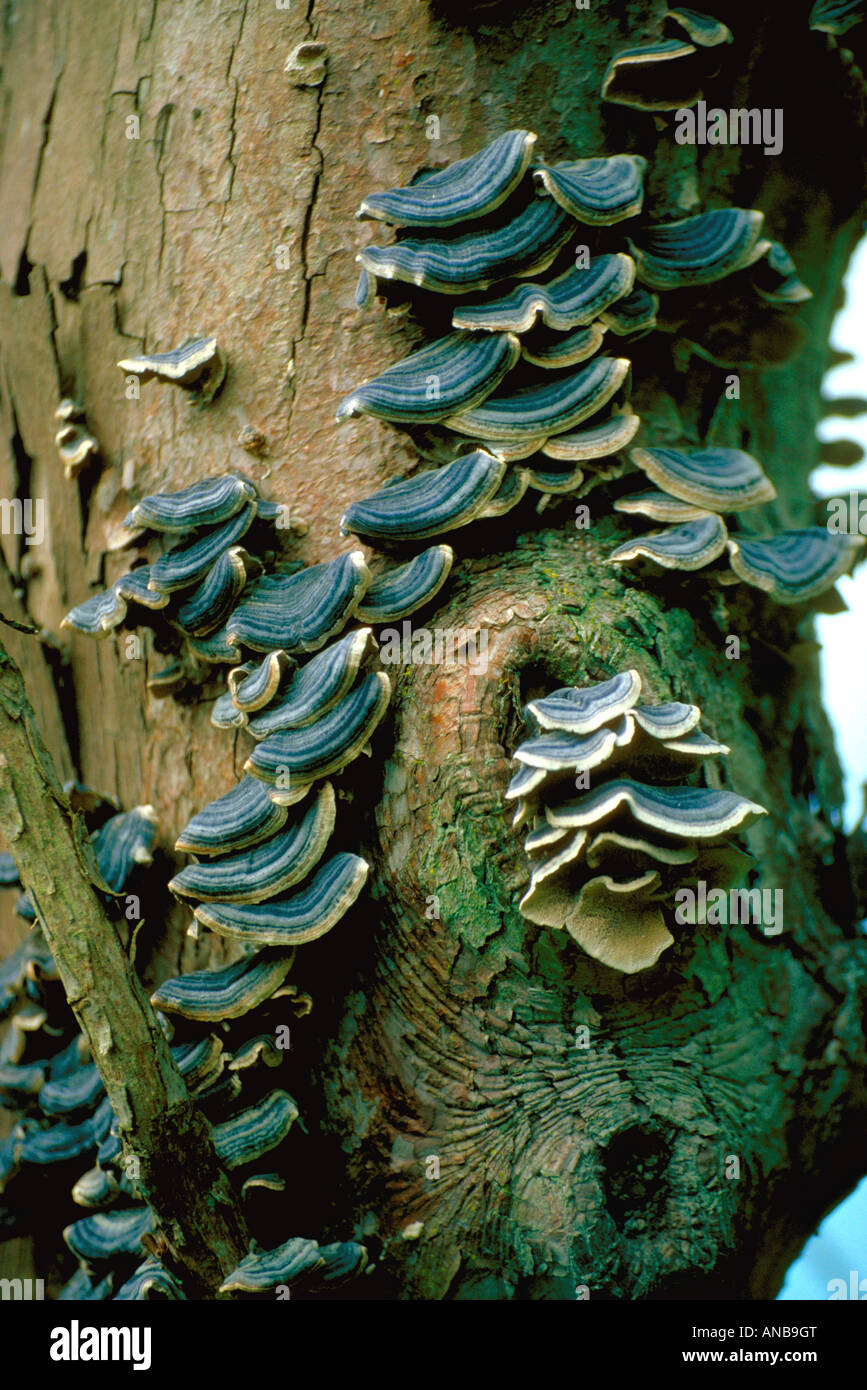 Turkeytail Bracket Fungus or Many Zoned Polypore, Trametes versicolor, Polyporaceae Stock Photo