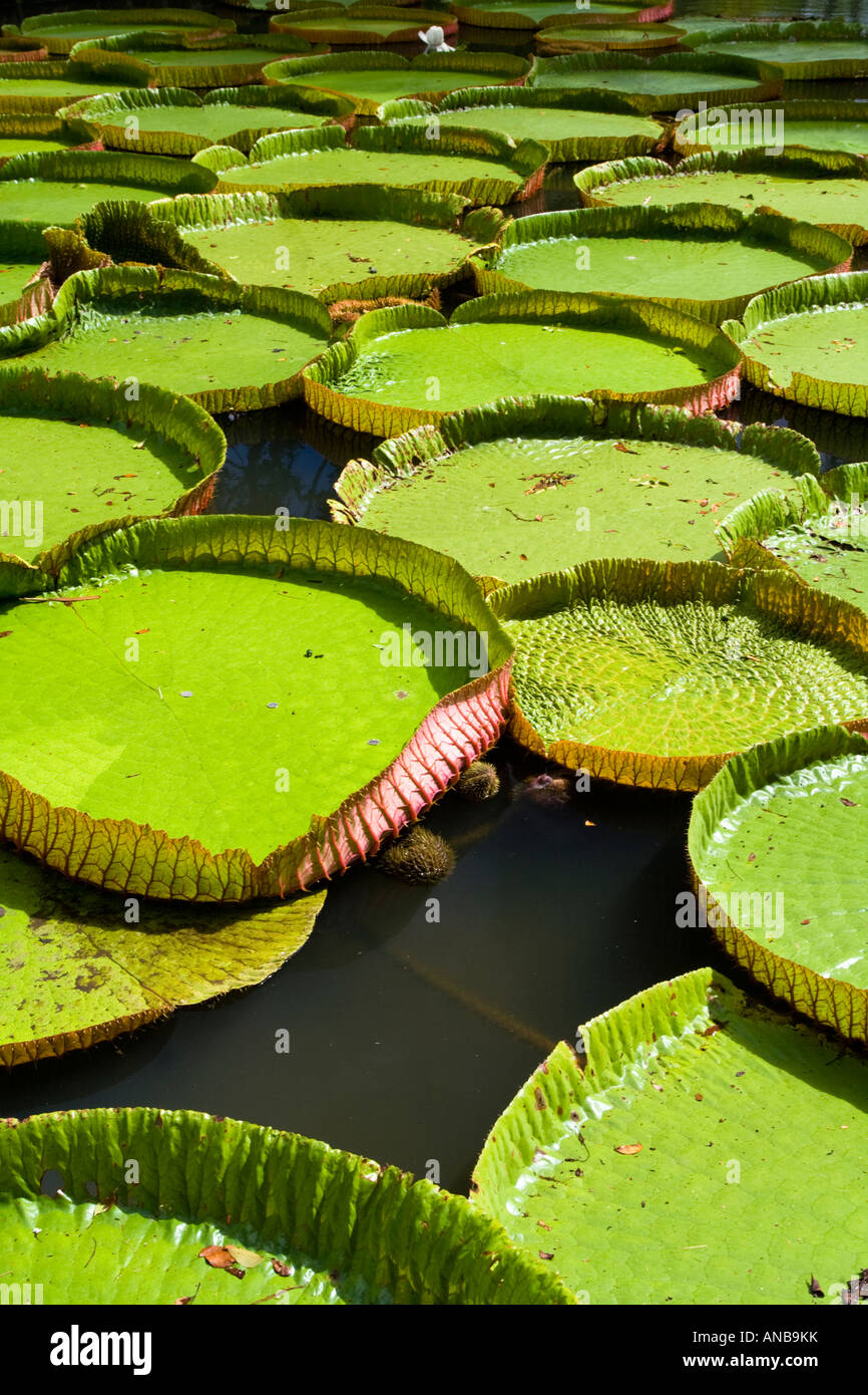 The magnificent botanical garden of Pamplemousses in Mauritius island Stock Photo