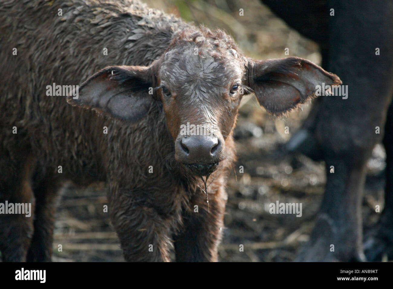 Young Buffalo calf portrait Stock Photo - Alamy
