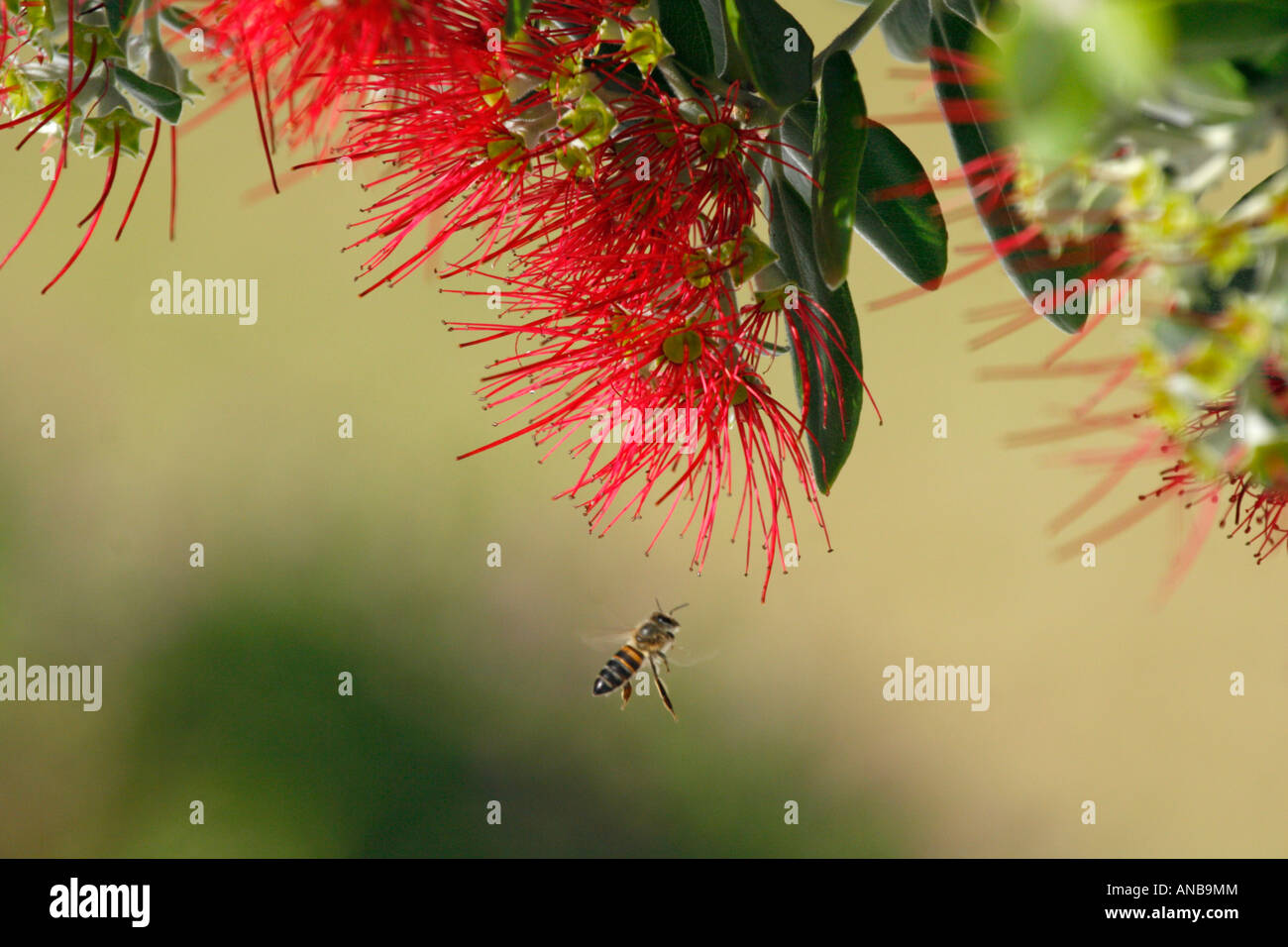 Bee hovering near bottlebrush flower Stock Photo