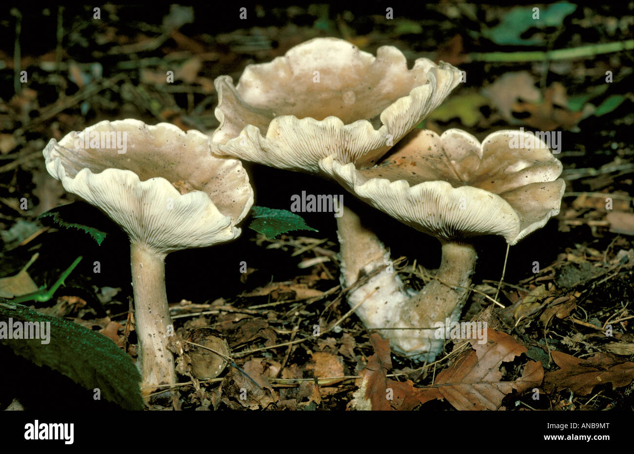 Giant Funnel, Leucopaxillus giganteus, Tricholomataceae. Syn. Agaricus giganteus, Aspropaxillus giganteus, Clitocybe gigantea. Stock Photo