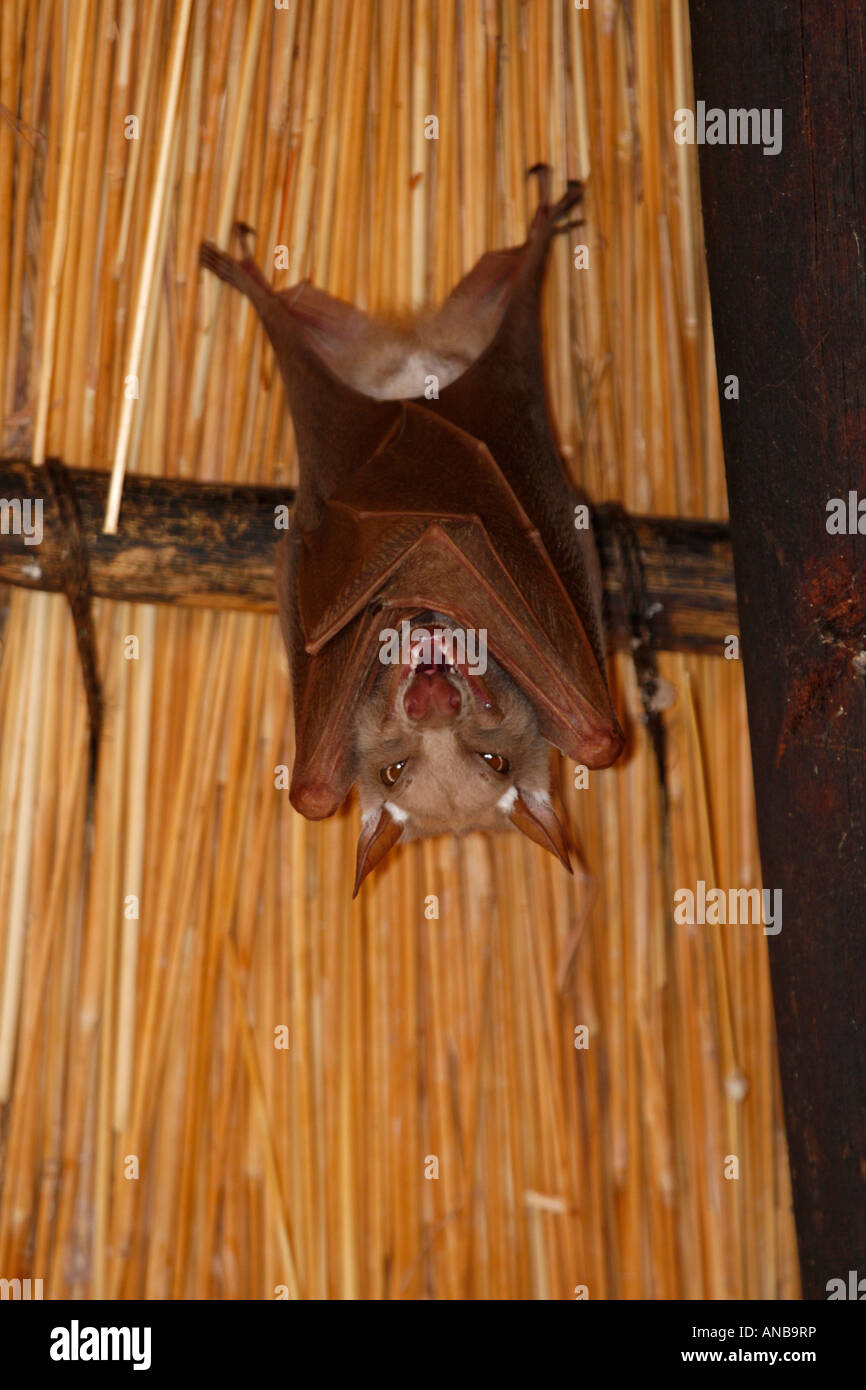 Fruit bats hires stock photography and images Alamy