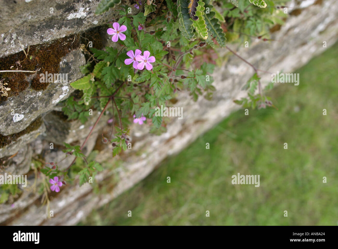 Wild flowers growing from wall hi-res stock photography and images - Alamy