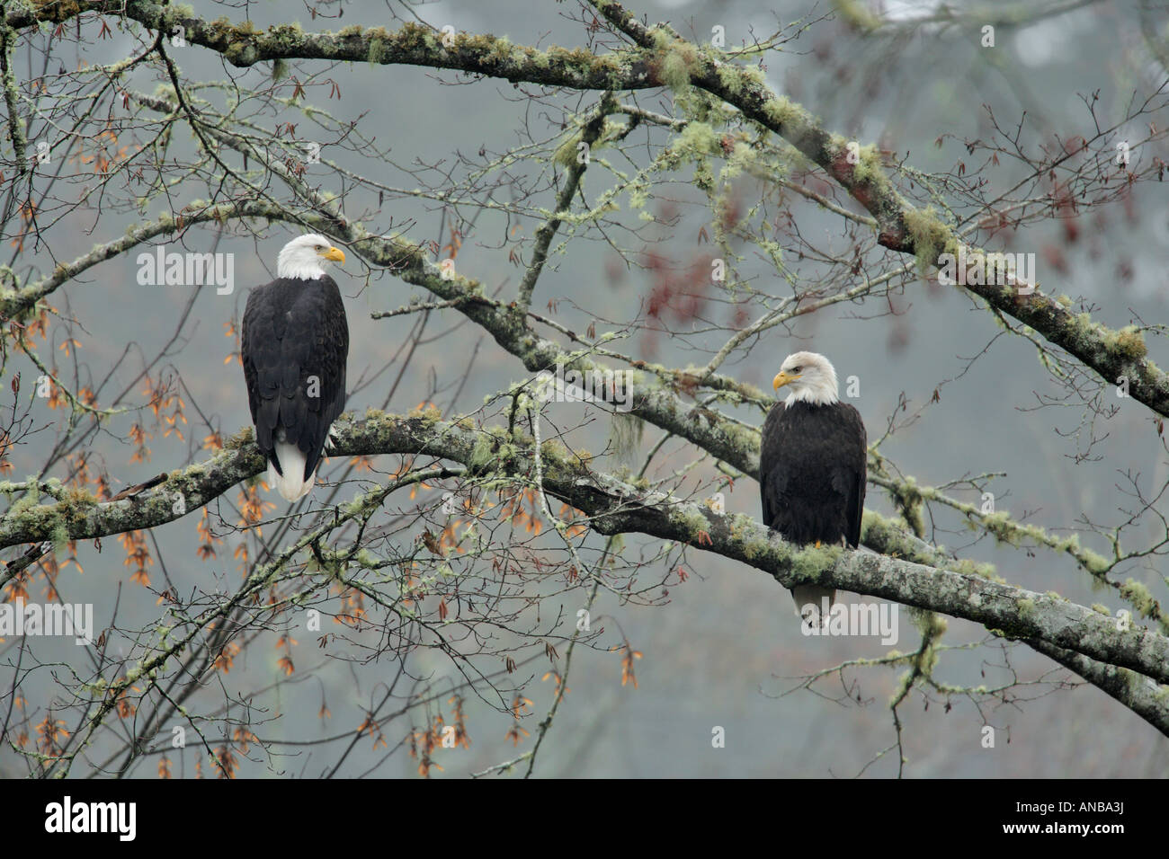 Bald eagles roosting in tree over salmon spawning stream Victoria British Columbia Canada Stock Photo