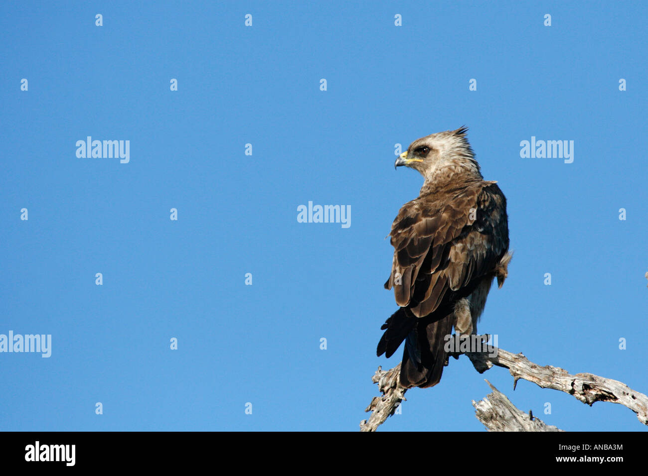 Wahlberg's eagle perched on dead branch Stock Photo