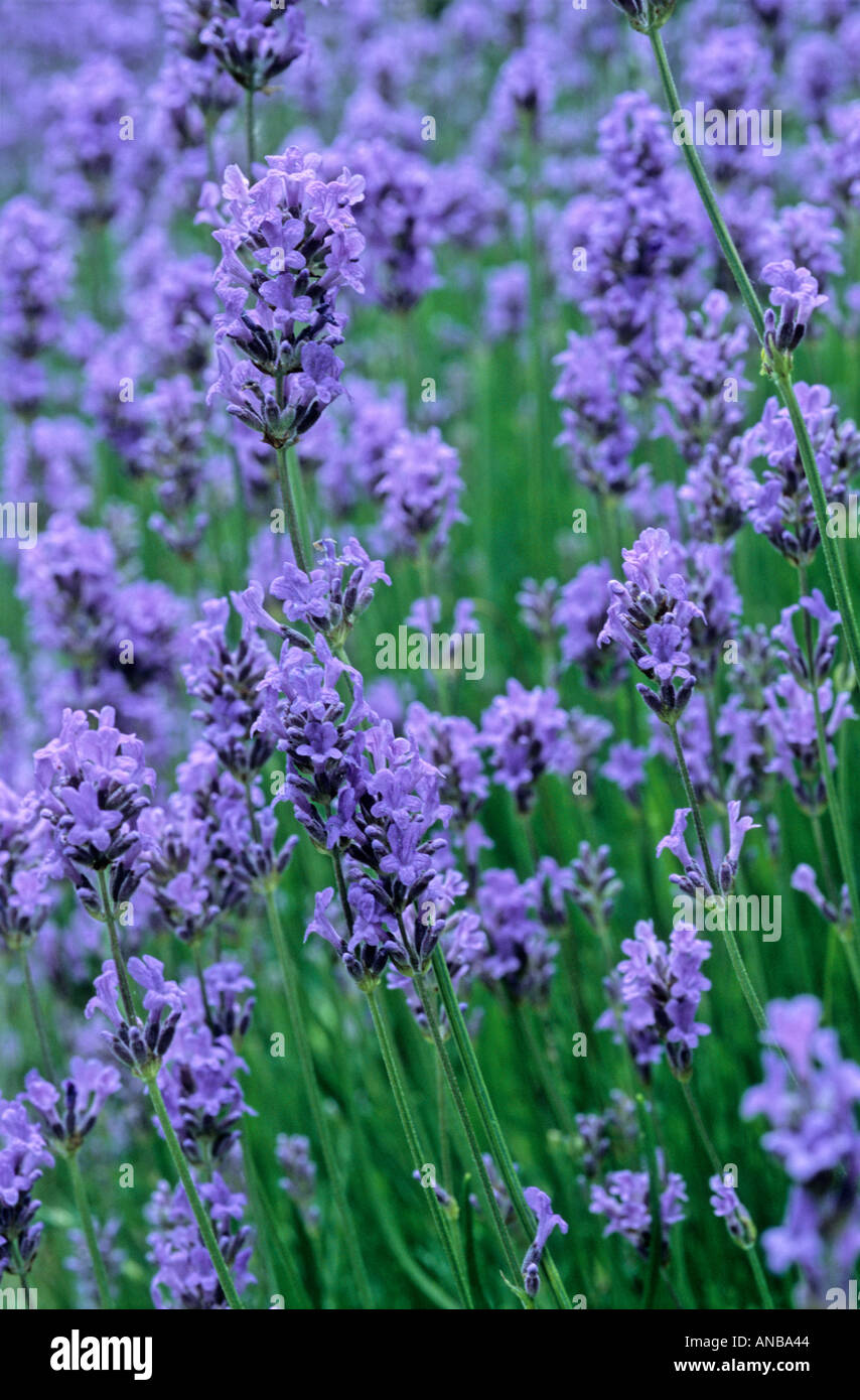 Lavender hedge Stock Photo