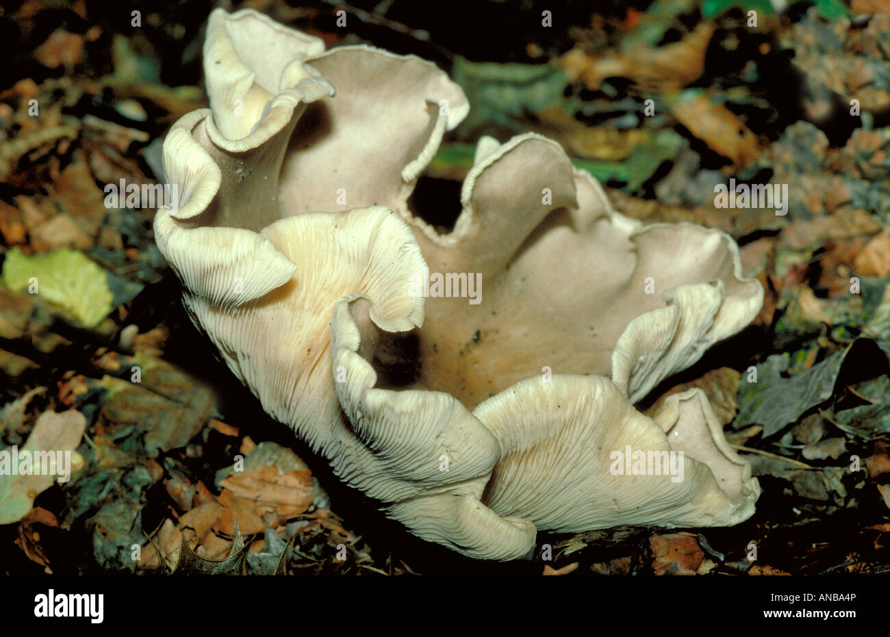 Giant Funnel, Leucopaxillus giganteus, Tricholomataceae. Syn. Agaricus giganteus, Aspropaxillus giganteus, Clitocybe gigantea. Stock Photo