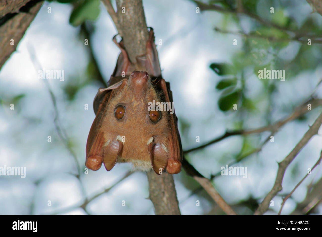 Fruit Bat hanging from a branch Stock Photo Alamy