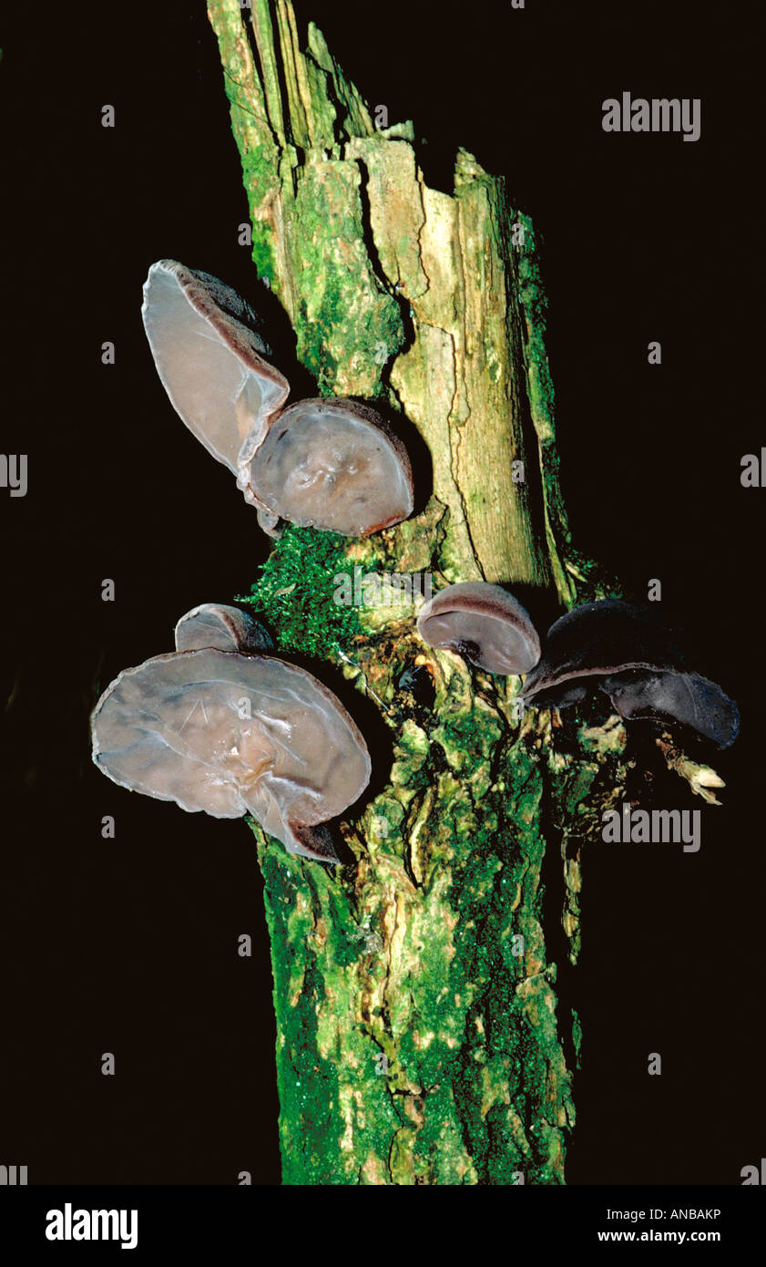 Jew's Ear Fungus, Hirneola auricula-judae (Auricularia auricula-judae), Auriculariaceae Growing on Dead Elder Tree Stock Photo