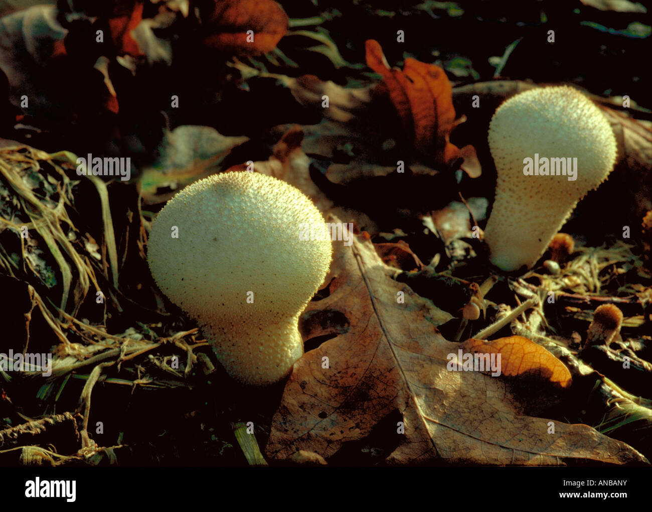 Puffball Fungi, Lycoperdon Perlatum, Lycoperdaceae Stock Photo Alamy