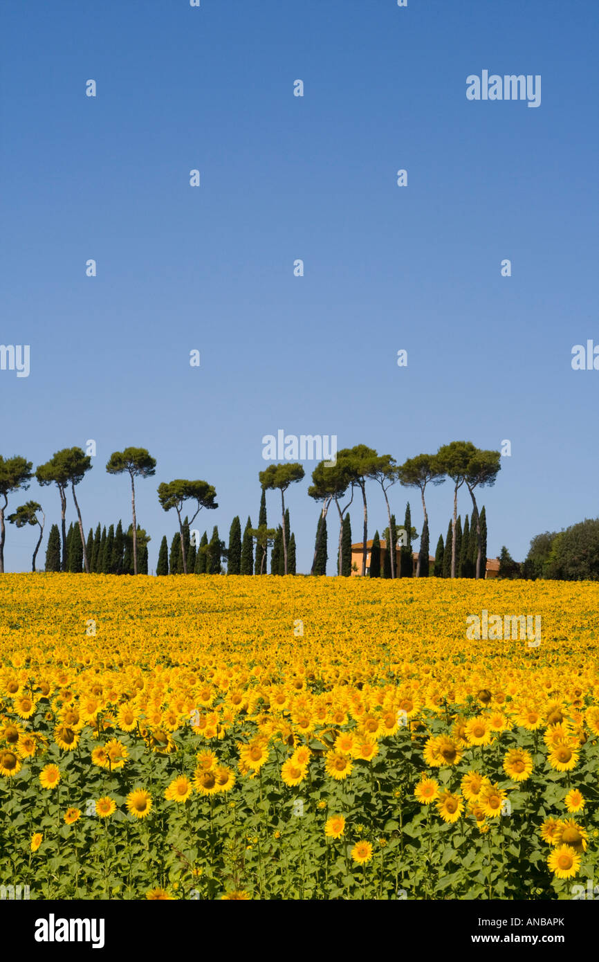 Field of sunflowers Umbria Italy Stock Photo - Alamy
