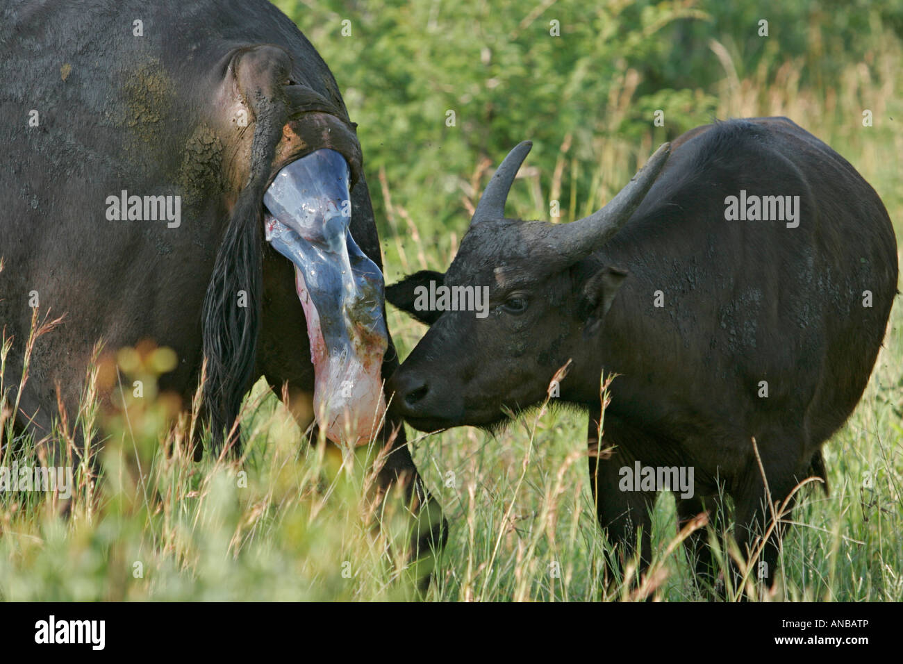 Buffalo giving birth Stock Photo - Alamy