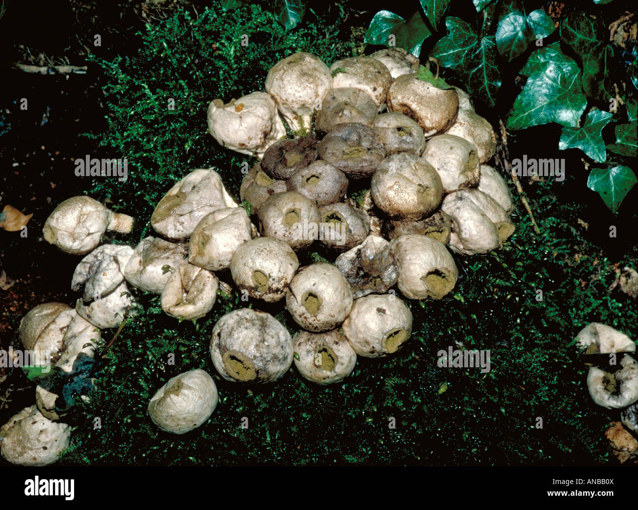 Stump Puffball Fungus Lycoperdon pyriforme Lycoperdaceae Stock Photo