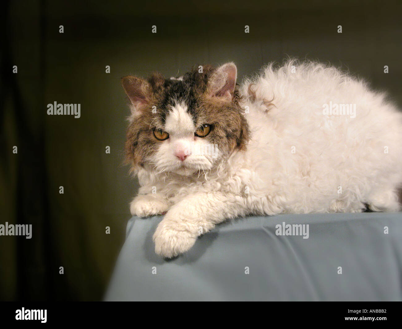 A real fuzzy curly rare haired face of a Selkirk Rex Breed of Show cat