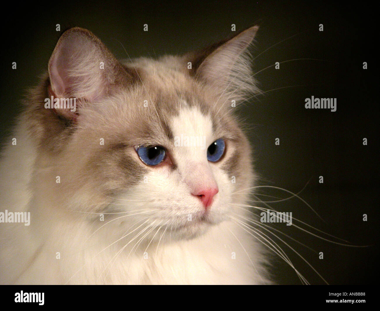 Ragdoll Breed of Cat in Show with blue eyes and room of copy and copy space and full face Stock Photo