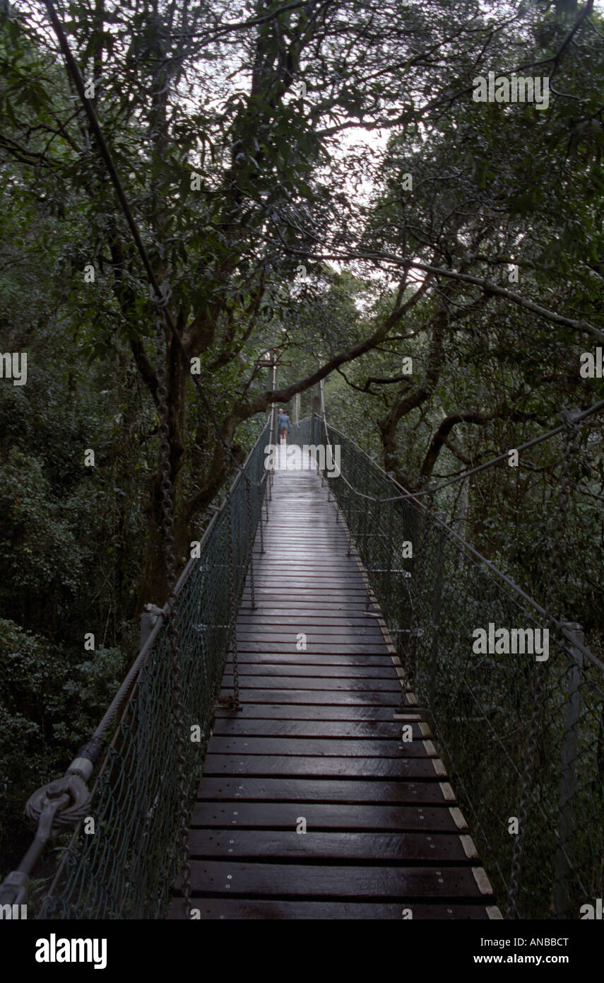 Tree Top Walk, Lamington National Park, Queensland, Australia Stock Photo Alamy