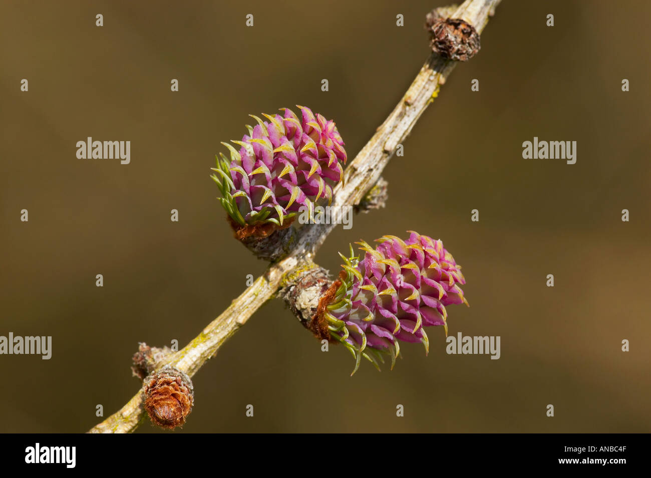 Common Larch Flower Larix Decidua potton bedfordshire Stock Photo