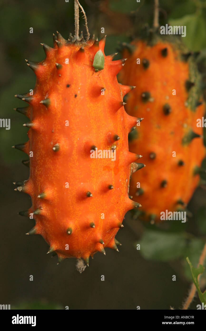 Wild cucumber hanging from a creeper in the bushveld Stock Photo Alamy