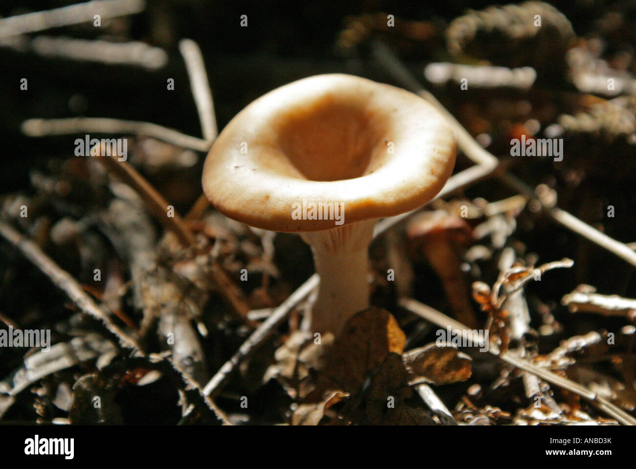 Tawny Funnel Cap Fungus, Lepista flaccida (Previously Clitocybe flaccida), Tricholomataceae Stock Photo