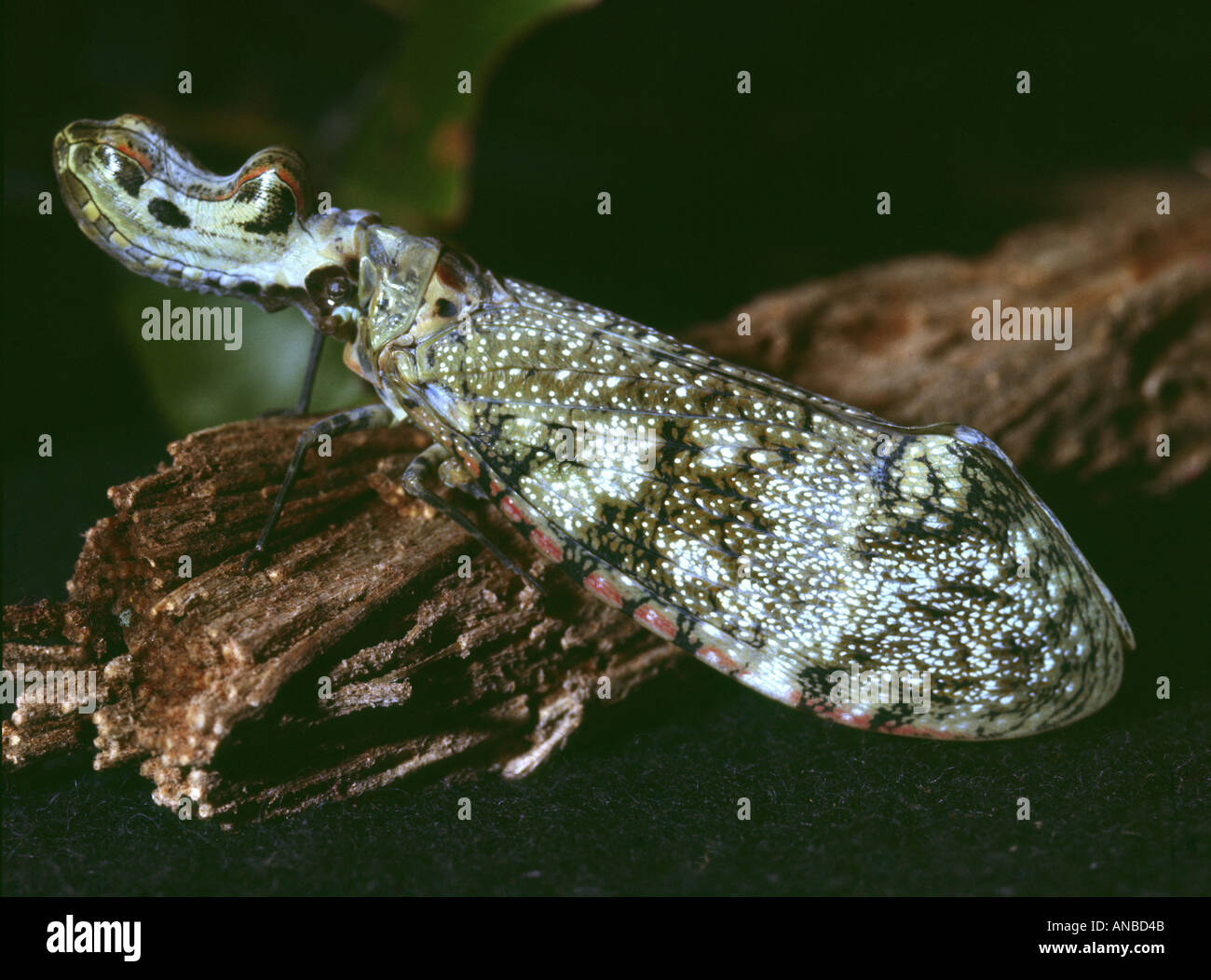 A Lantern Fly insect Fulgaridae imago (Chuchara Muchaca) in the Amazon  rainforest Peru Stock Photo - Alamy