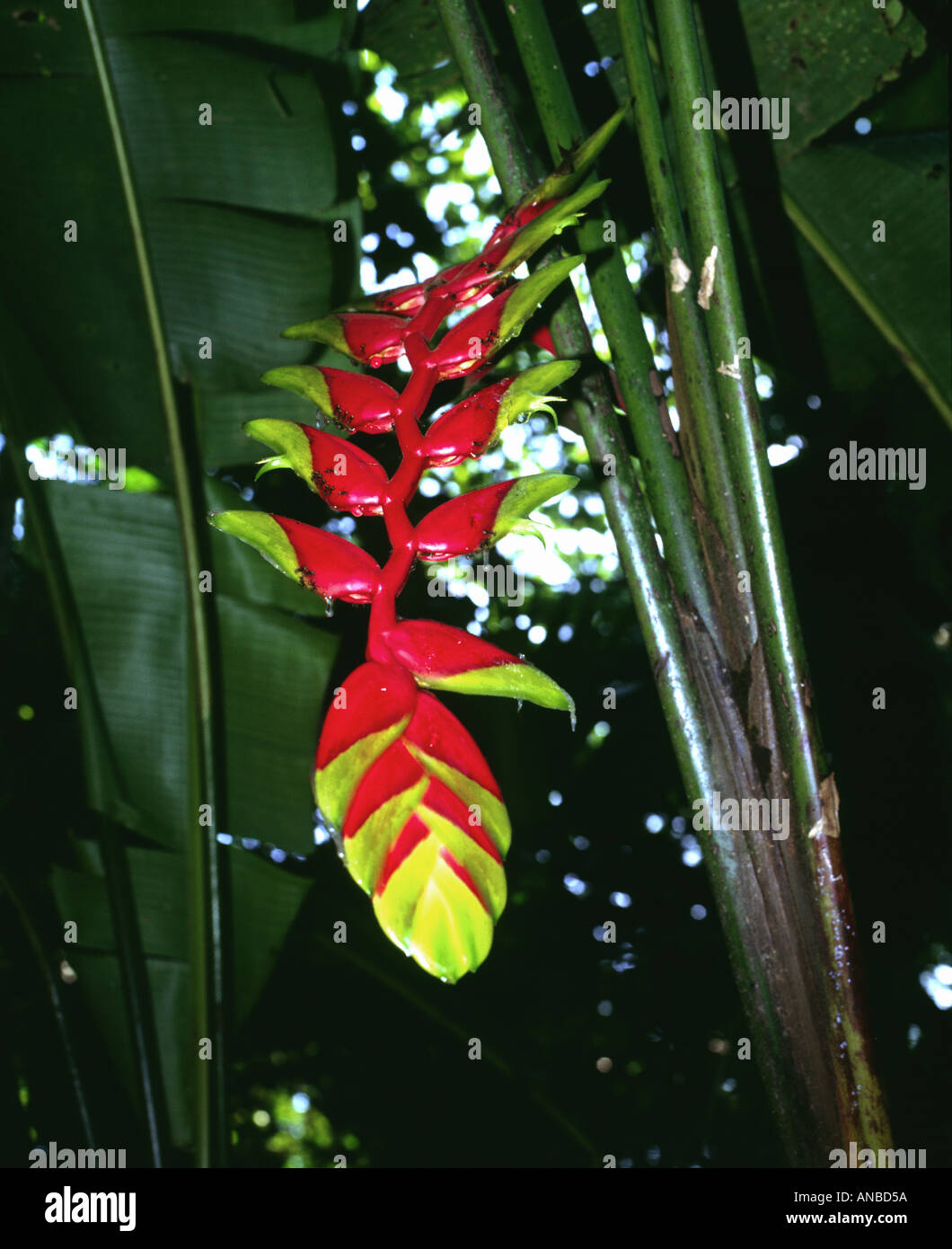 Amazon Jungle Peru This Heliconia Flower Thrives Beneath The Rainforest Canopy Providing Food And Moisture For Birds Insects Stock Photo Alamy