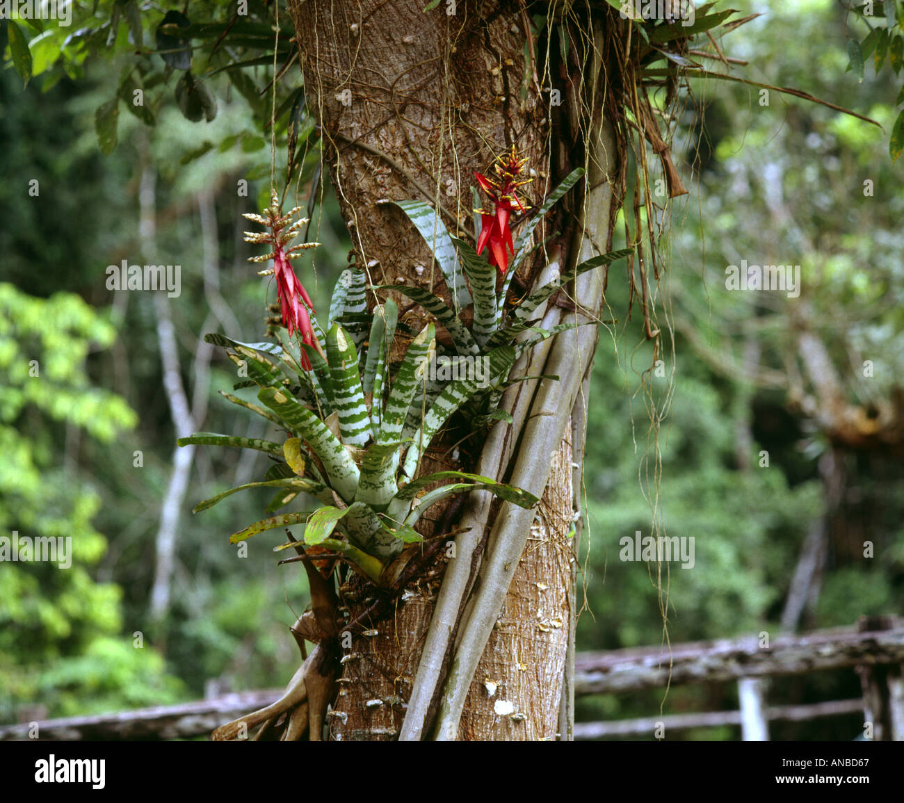 Amazon jungle Peru Bromeliad plant Stock Photo Alamy