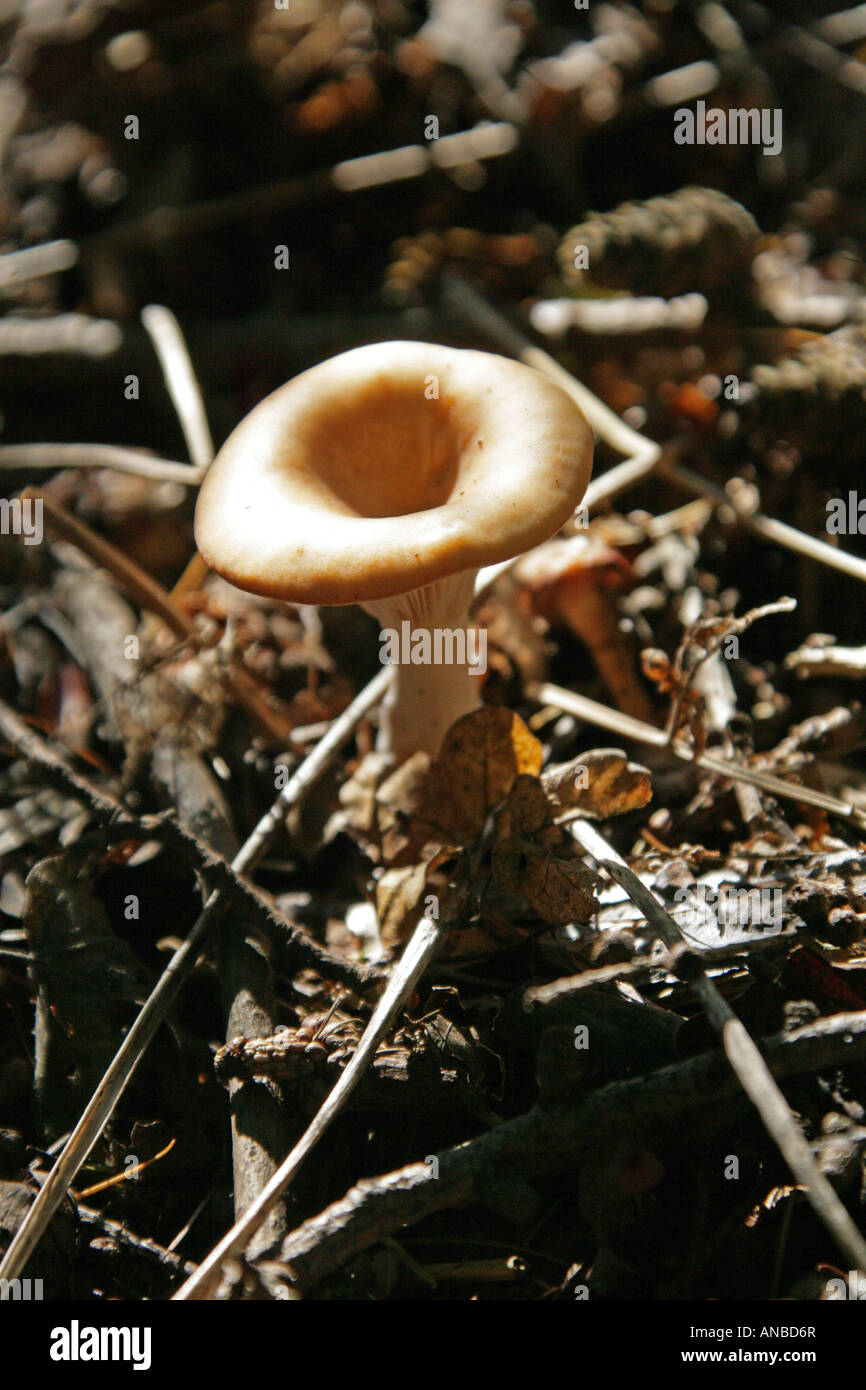 Tawny Funnel Cap Fungus, Lepista flaccida (Previously Clitocybe flaccida), Tricholomataceae Stock Photo