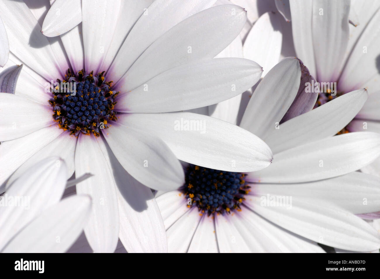 Glowing, bright faces of the daisy like Osteospermum flowers, opening in brilliant sunshine. Stock Photo