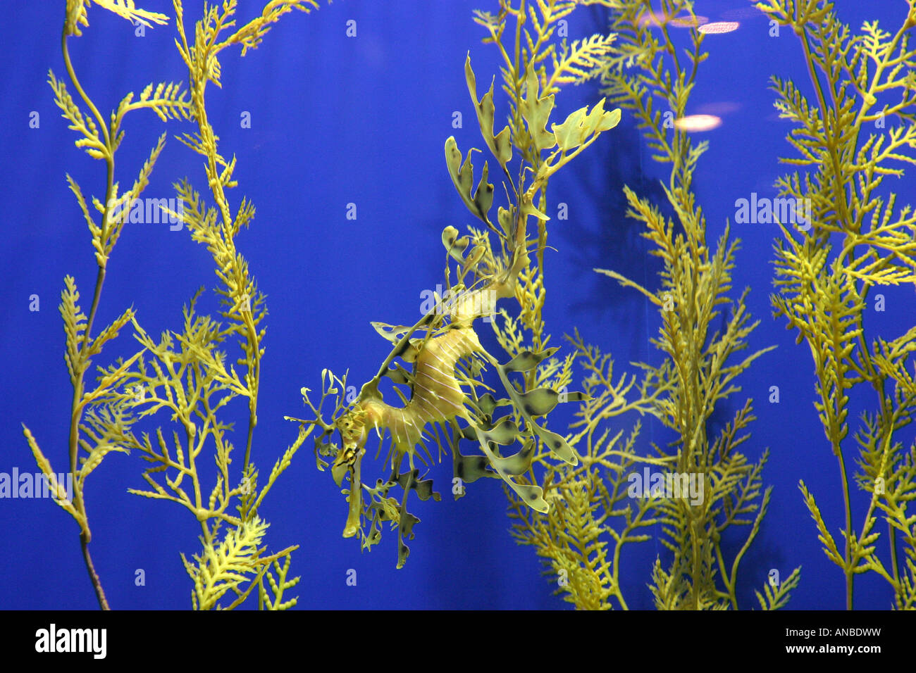 Leafy Sea Dragon, Phycodurus eques, Monterey Aquarium California USA Stock Photo