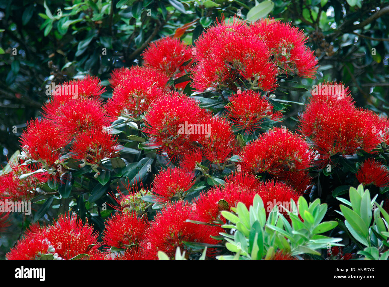Kawa Blossoms on Red Kawa Blossoms on Red