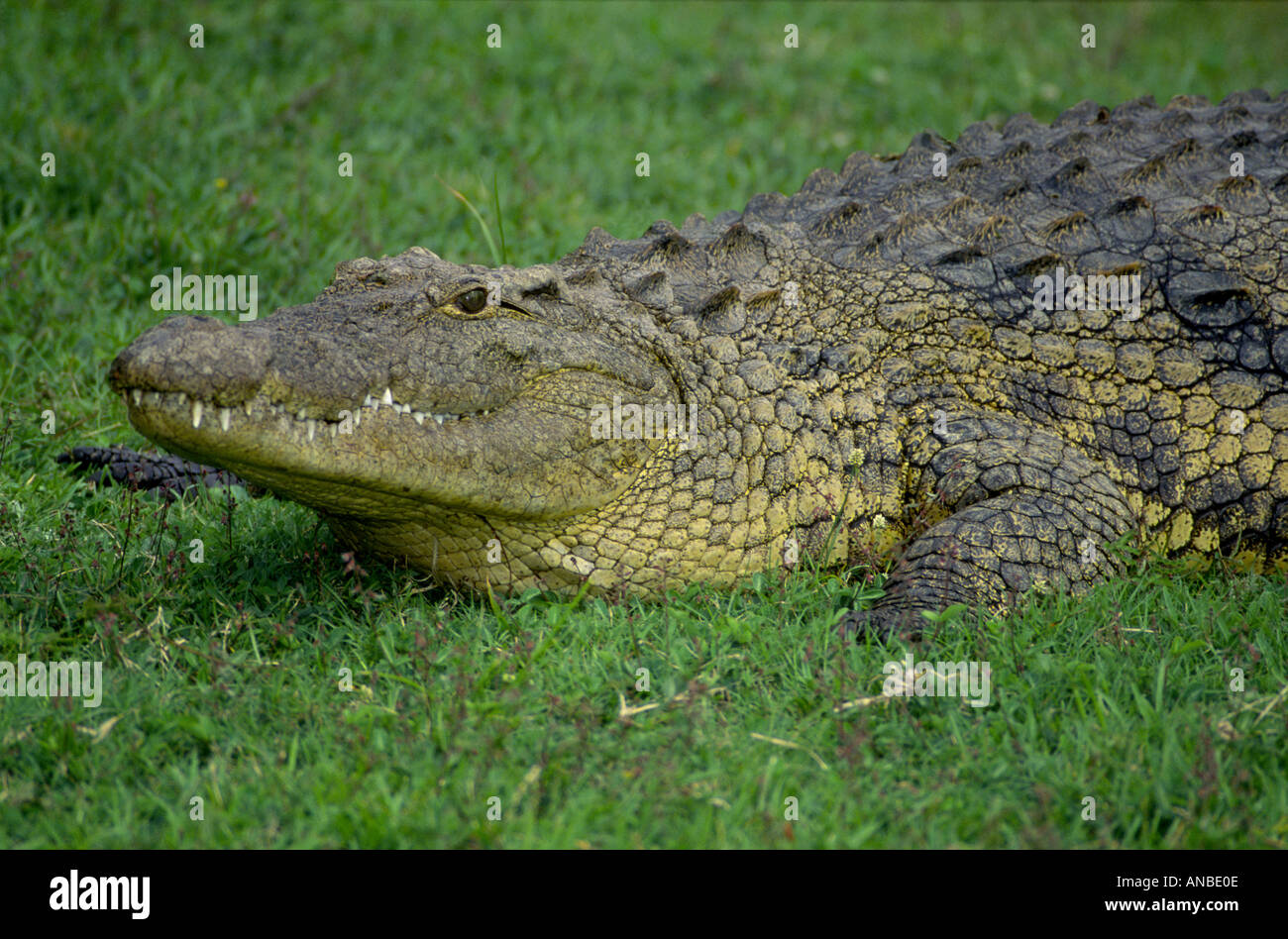 African Crocodile Crocodylus niloticus Kruger National Park Game Reserve South Africa  GMM 1008 Stock Photo