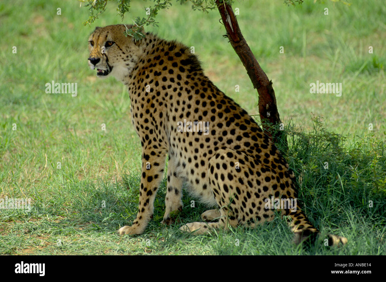 Kruger National Park South Africa GMM 1016 Stock Photo