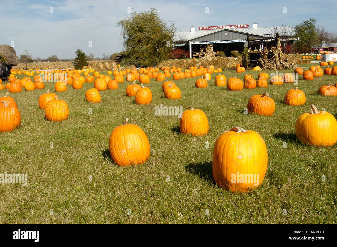 Pattern of Pumpkins at Vegetable Stand Stock Photo - Alamy