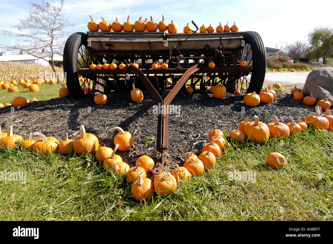 Pattern of Pumpkins at Vegetable Stand Stock Photo - Alamy