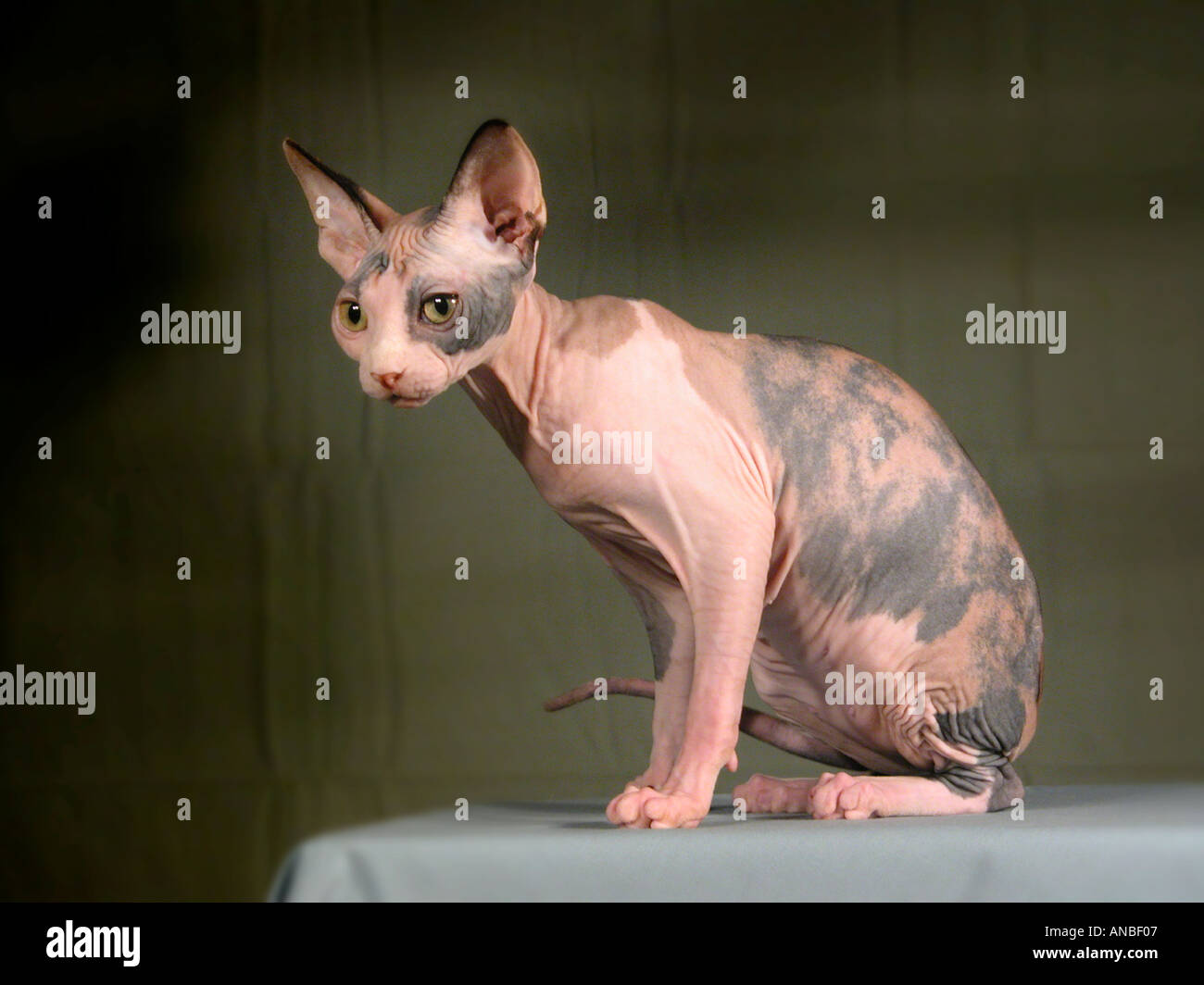 Sphynx with hair 2025
