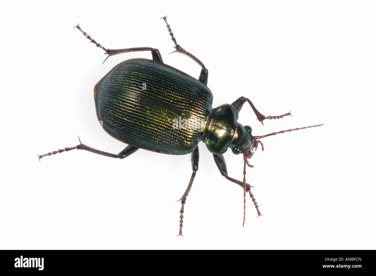 Australian green carab beetle Stock Photo