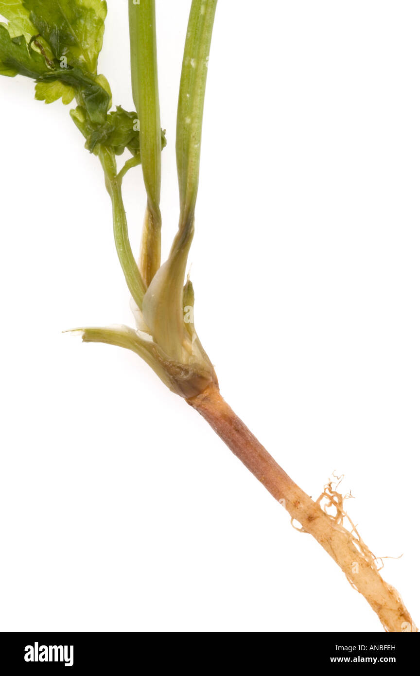 Pythium root rot hires stock photography and images Alamy