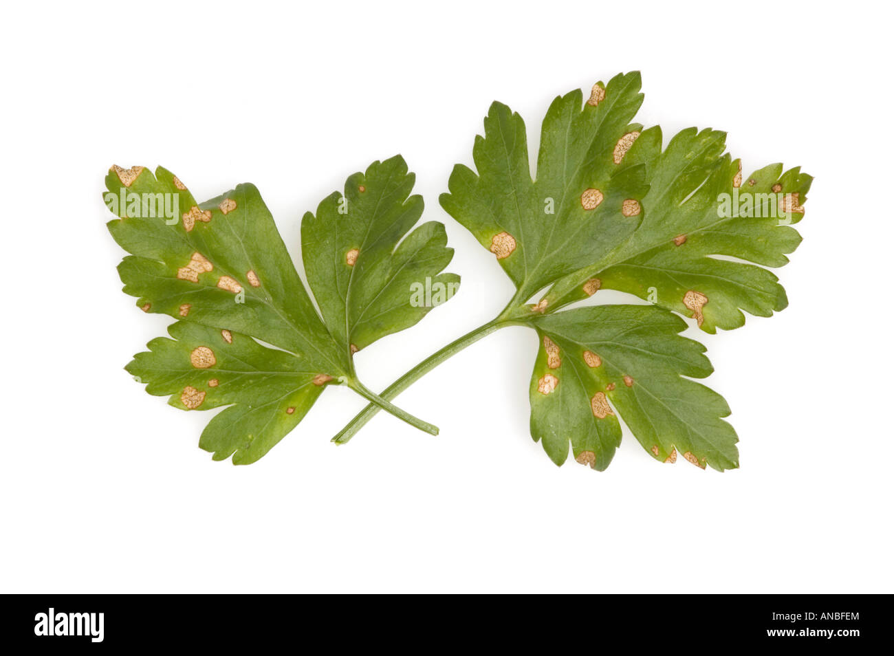 Septoria leaf spot on parsley Stock Photo