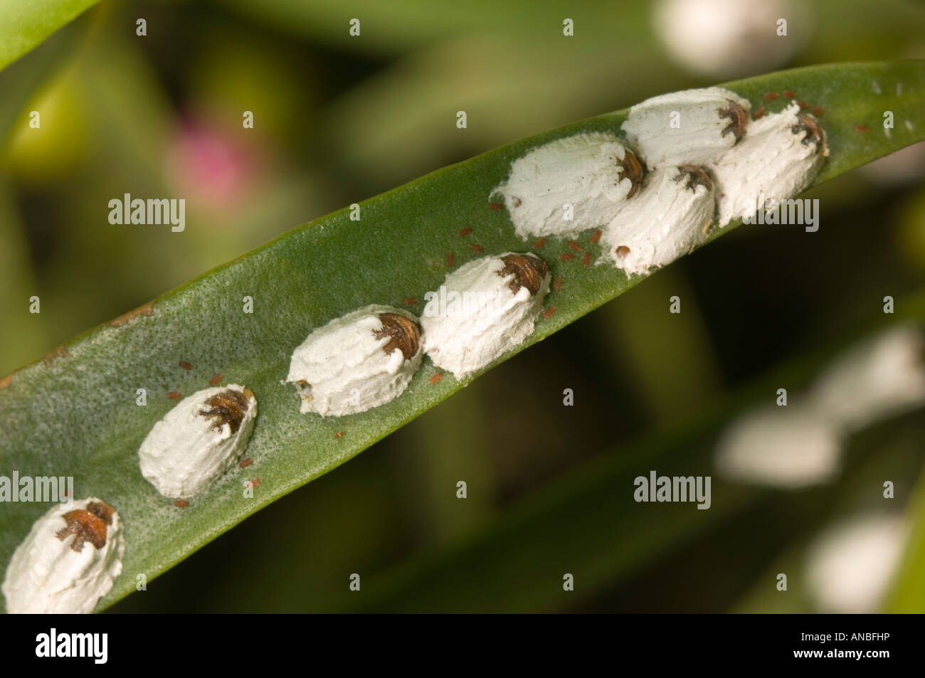 Scale insects on Australian native myrtle Stock Photo