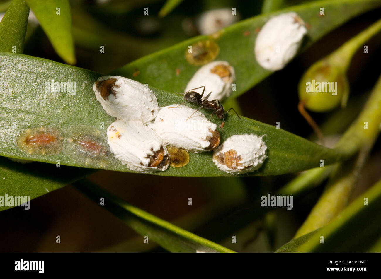 Scale insects with attendant ant Stock Photo