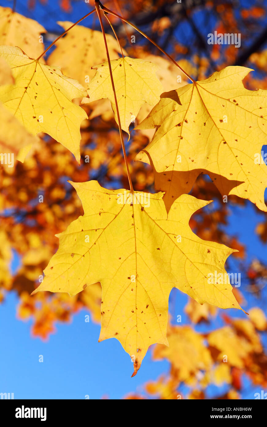 Yellow maple leaves in a fall park close up Stock Photo - Alamy