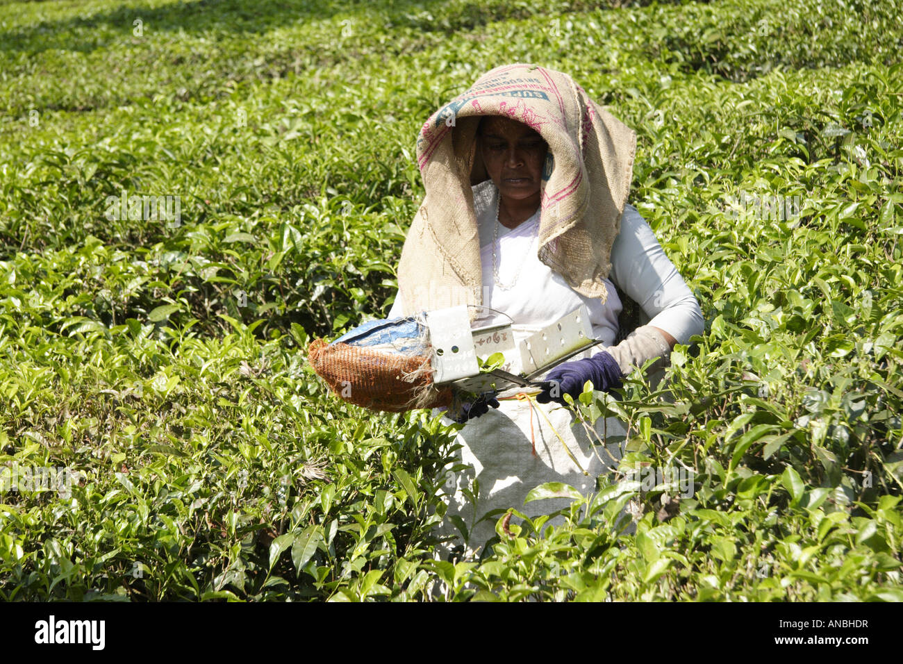 Women pick tea on a tea estate in the Wayanad District of Kerala. The tea pickers use coir bags as a means of shading their head Stock Photo