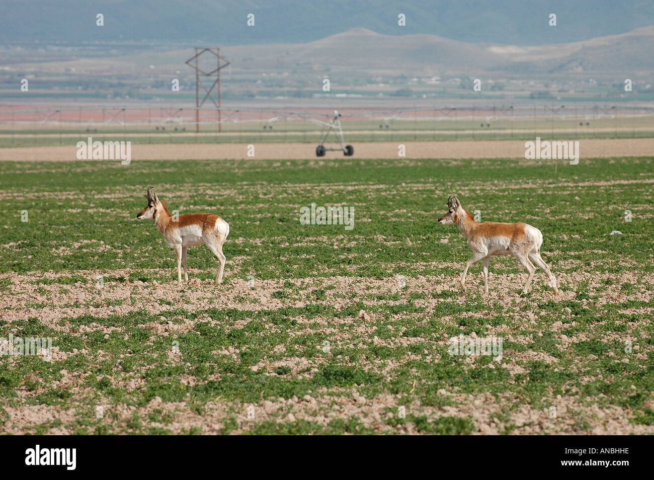 Two pronghorn antelope in a rancher s field with irrigation sprinklers