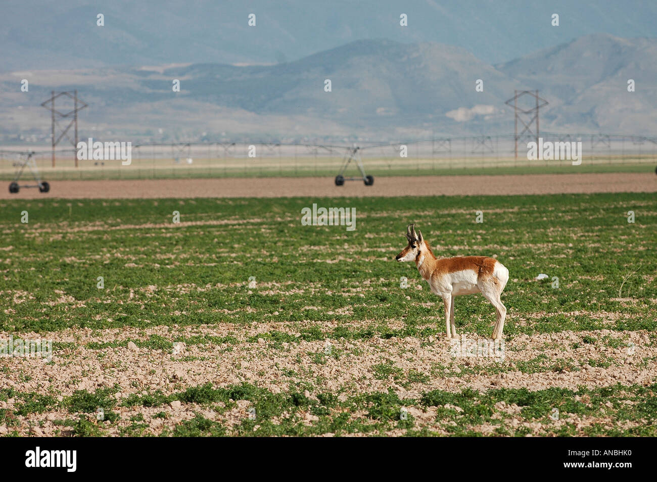 Pronghorn antelope in a rancher s field with irrigation sprinklers in