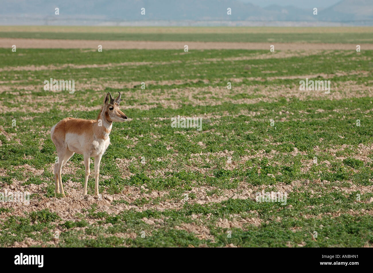 Pronghorn Antelope in a rancher s field with irrigation sprinklers in